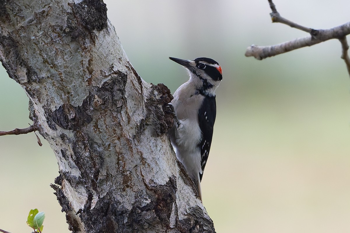 Волосатый дятел - ML646254351