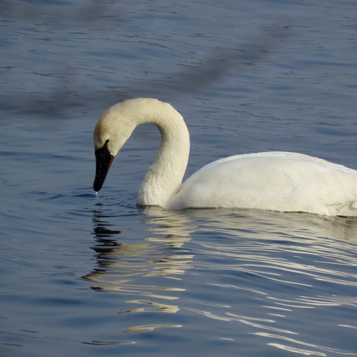 Trumpeter Swan - ML646254352