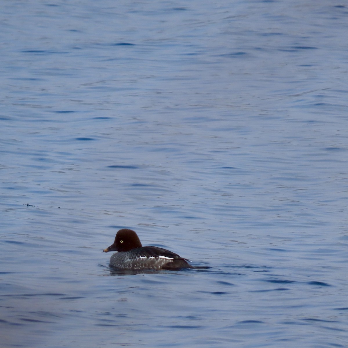 Quattrocchi - ML646254356