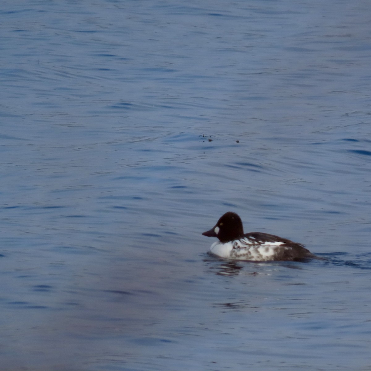 Quattrocchi - ML646254357