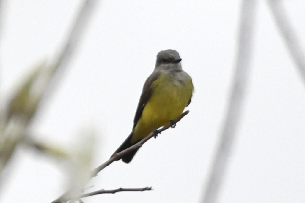 Tirano Occidental - ML646254358