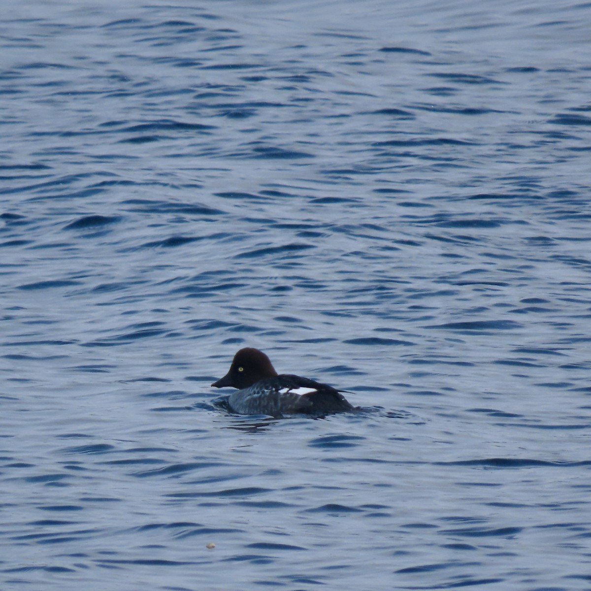 Quattrocchi - ML646254361