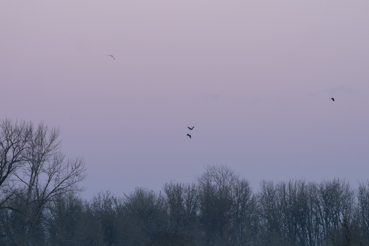 Белоголовый орлан - ML646254362