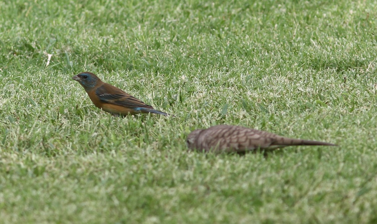 Lazuli Bunting - ML646254363