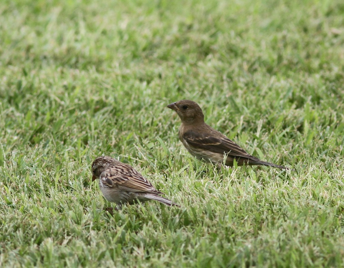 Lazuli Bunting - ML646254364