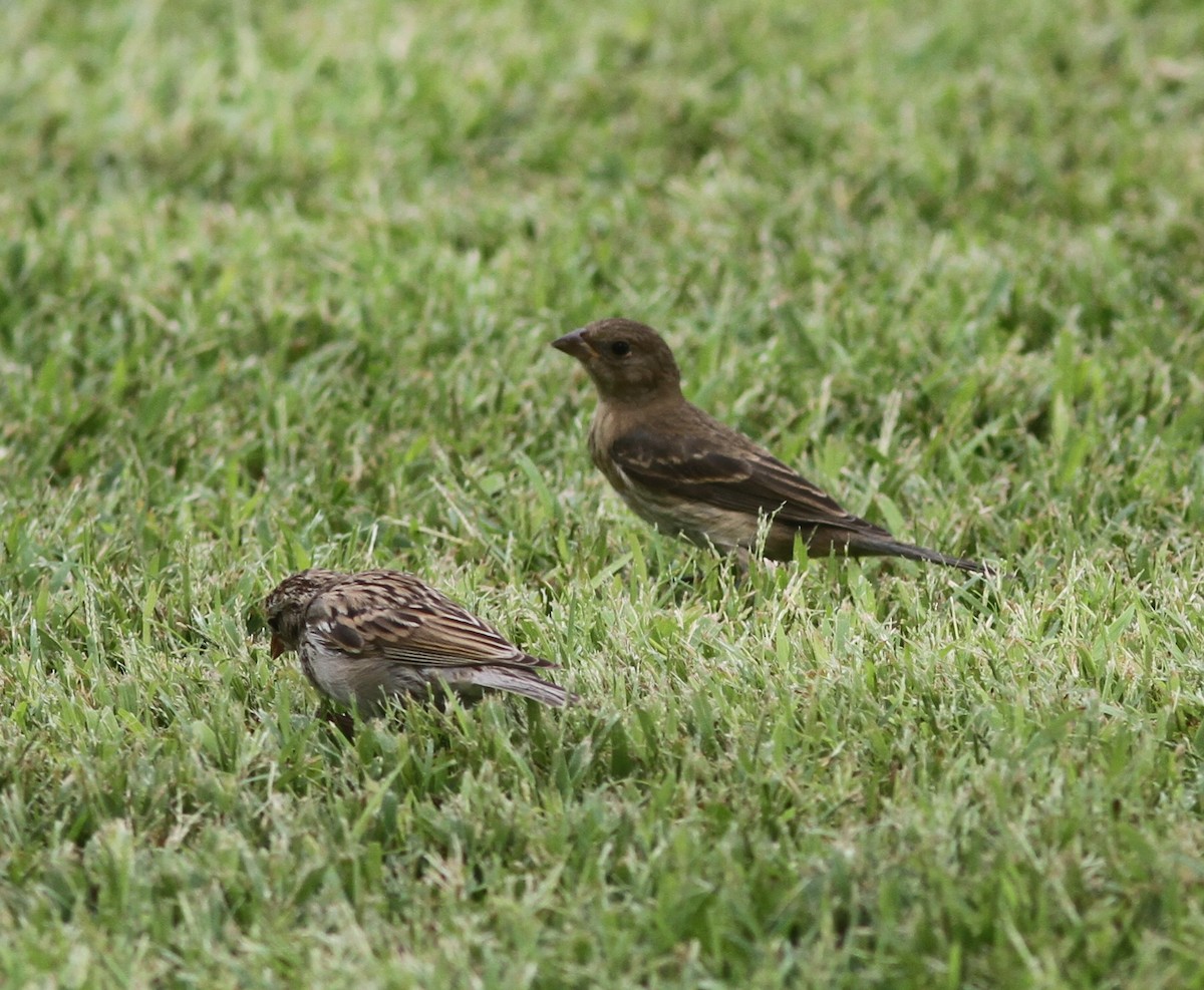 Lazuli Bunting - ML646254365