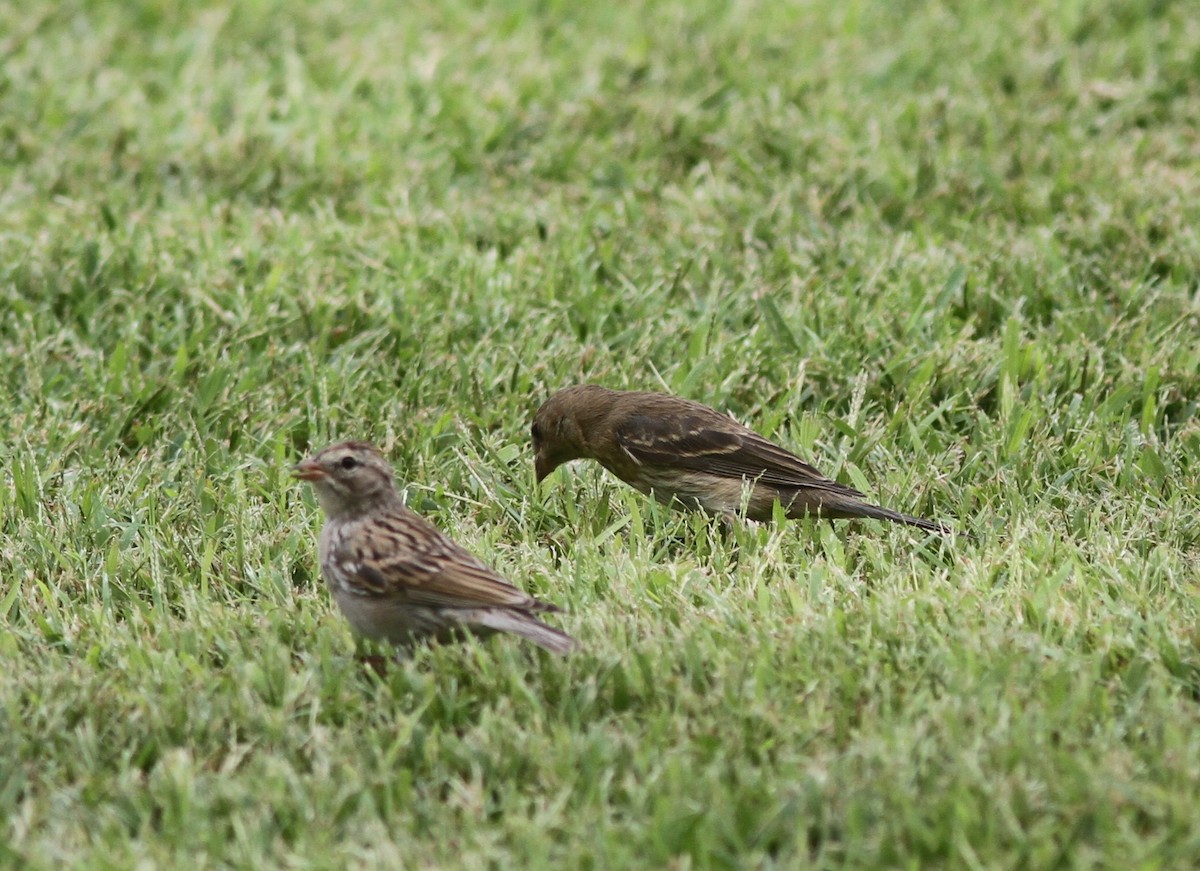 Lazuli Bunting - ML646254366