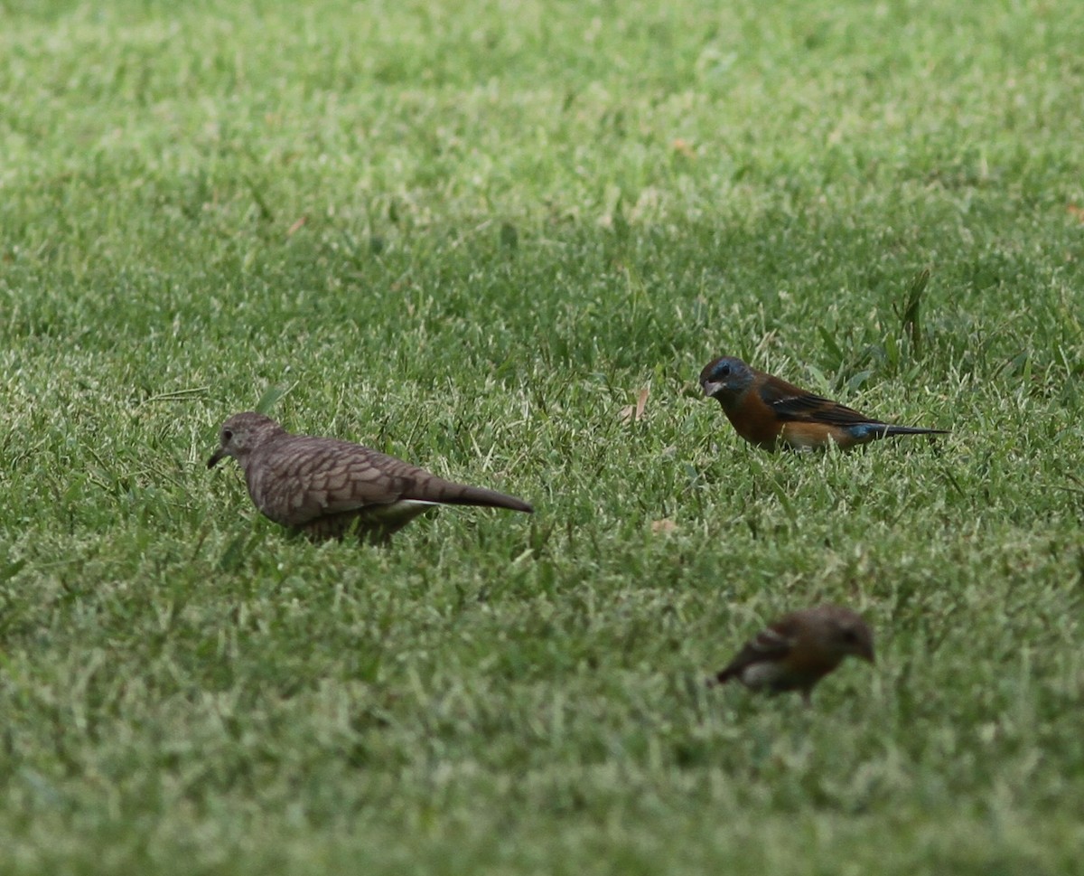 Lazuli Bunting - ML646254367