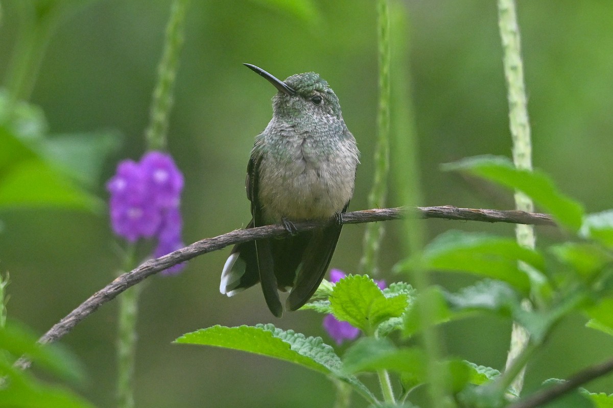 Schuppenbrustkolibri - ML646254369