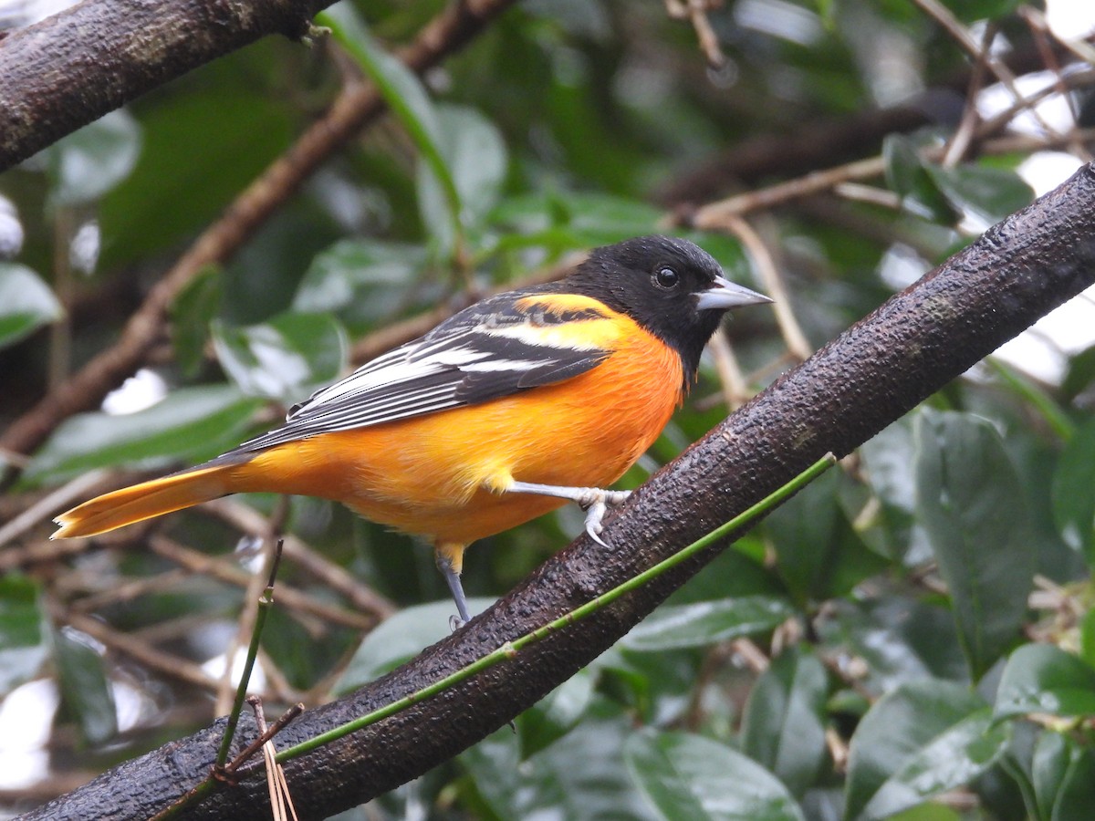 Baltimore Oriole - ML646254370