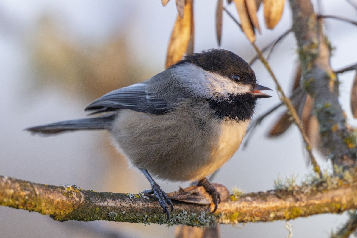 Черношапочная гаичка - ML646254371