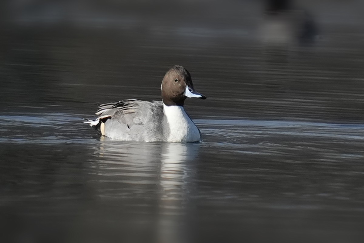 Codone - ML646254372