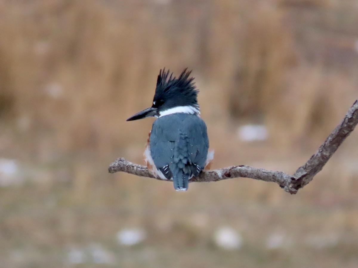 rybařík pruhoprsý - ML646254373