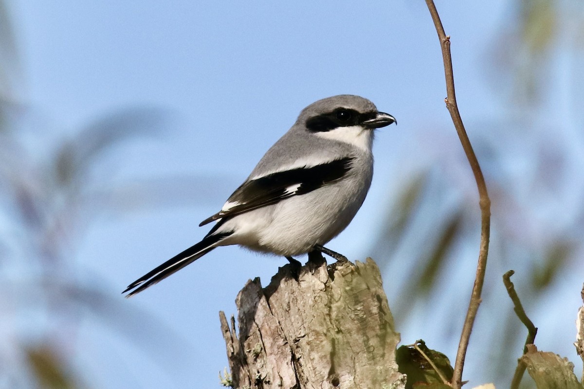 Pie-grièche migratrice - ML646254374