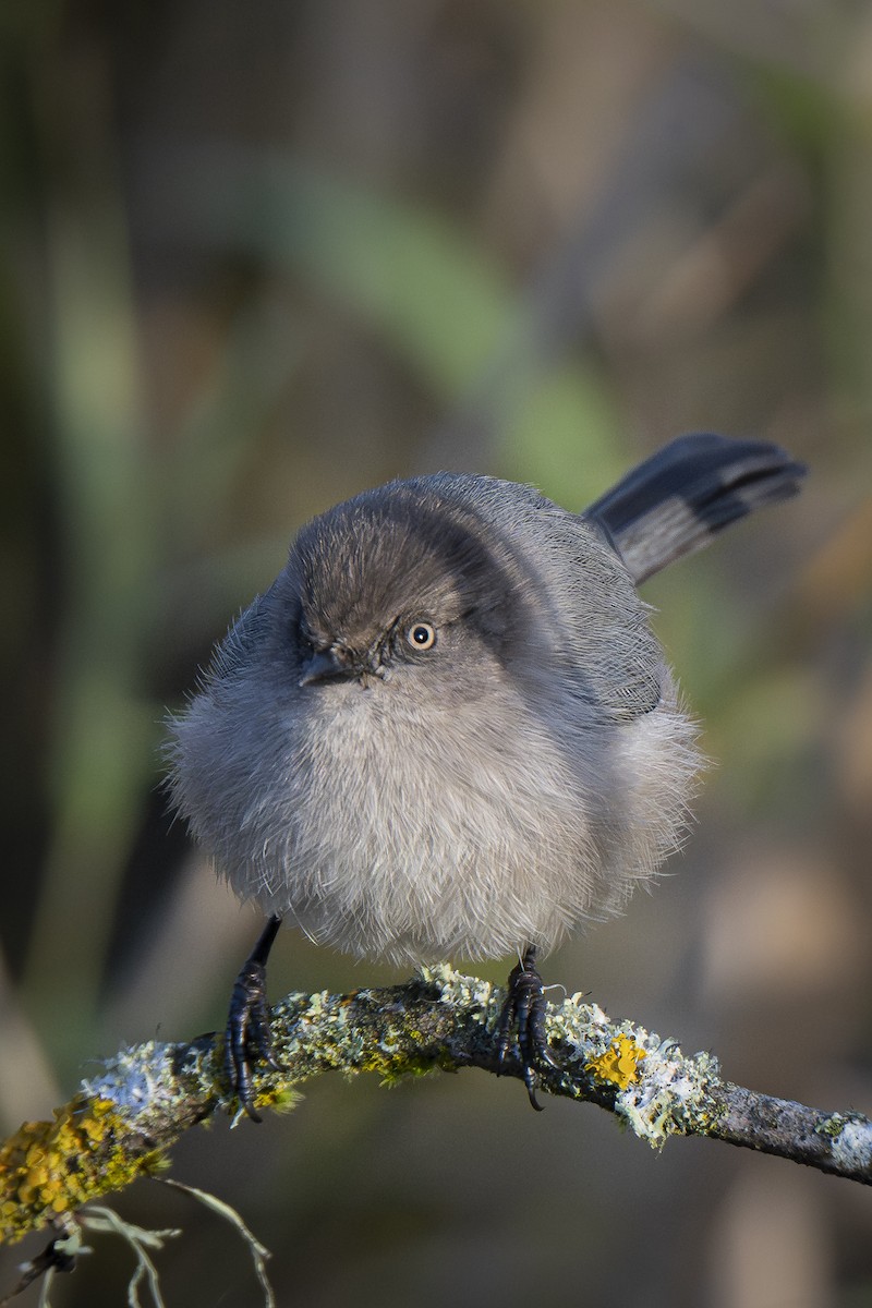 Серый ополовничек - ML646254375