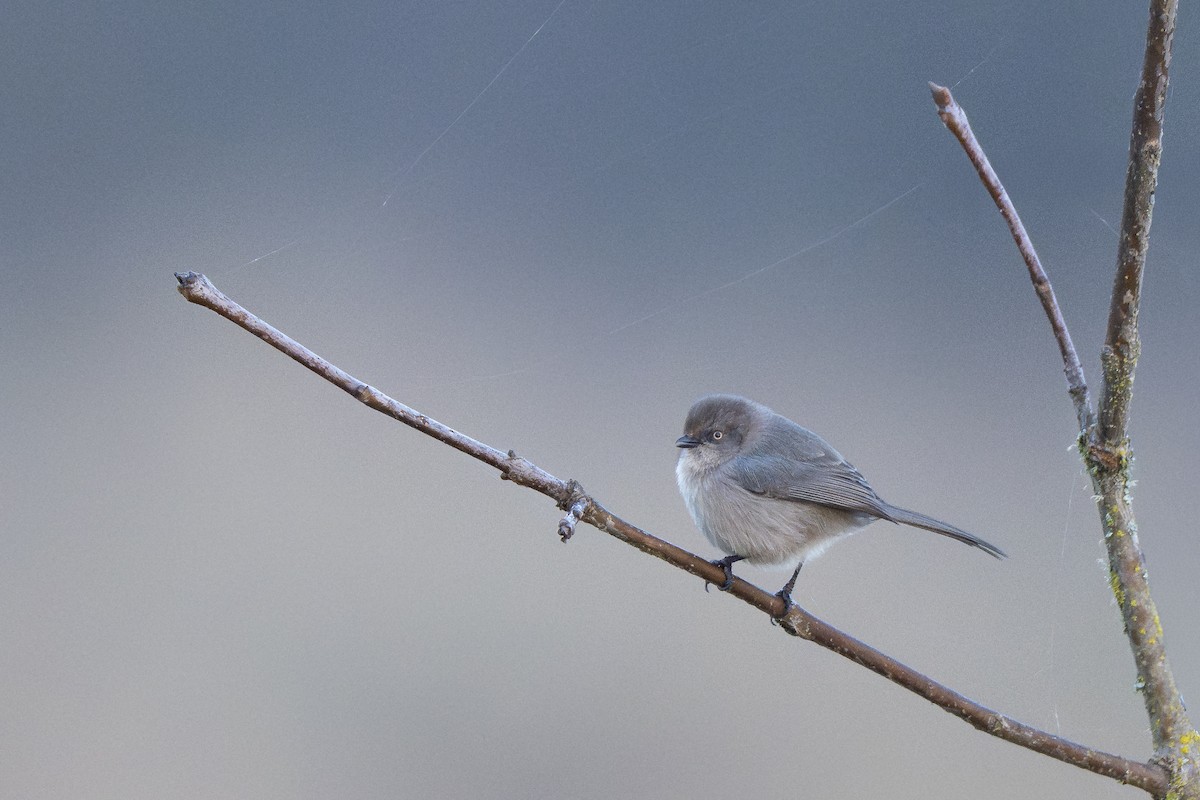 Серый ополовничек - ML646254378