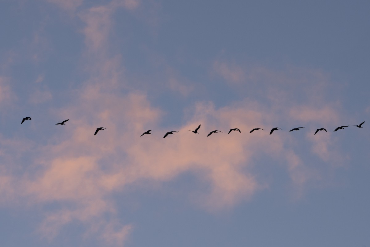 Малая канадская казарка - ML646254380