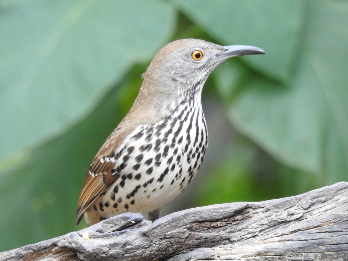 Long-billed Thrasher - ML646254384