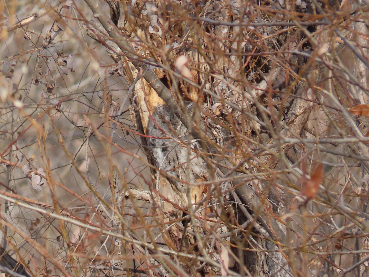 výreček americký - ML646254388