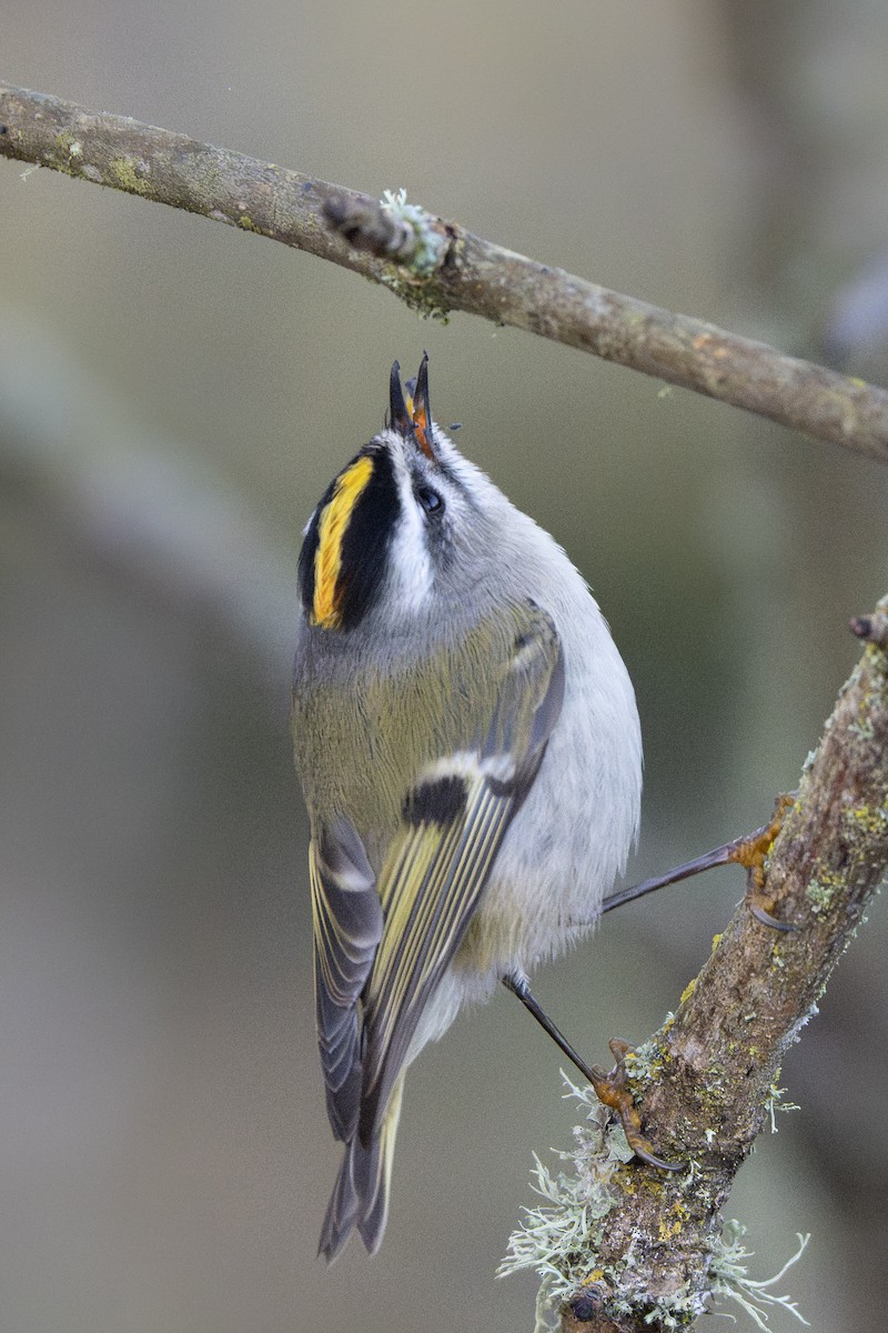 Золотоголовый королёк - ML646254389