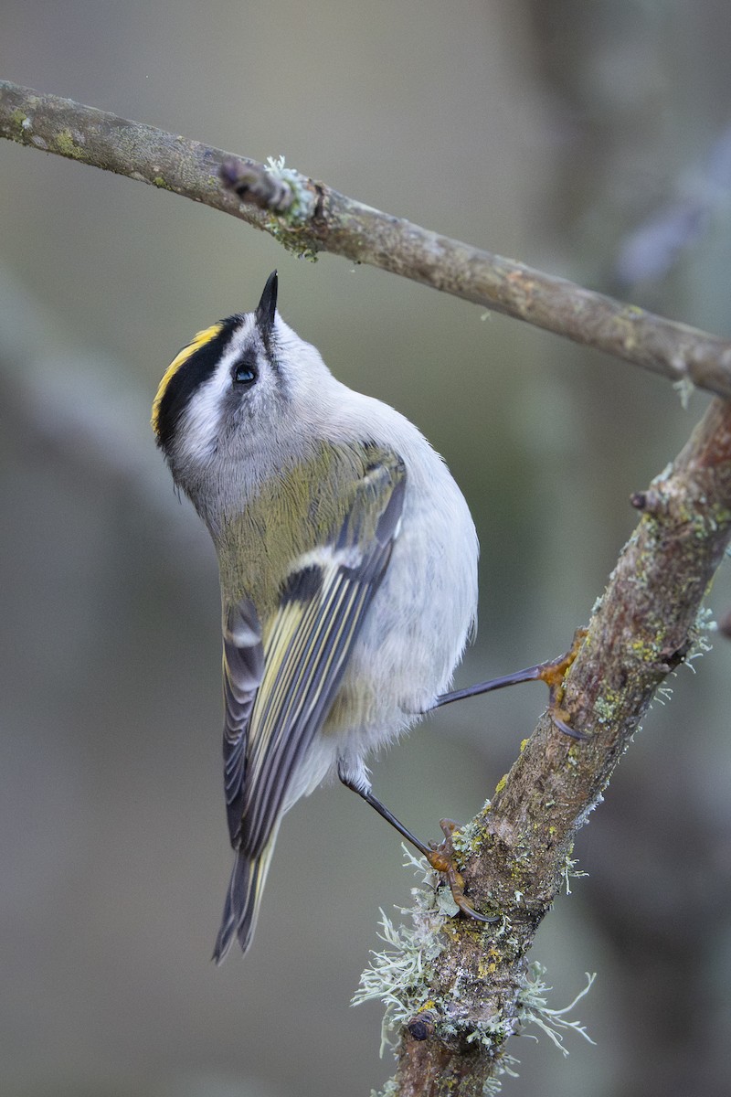 Золотоголовый королёк - ML646254396