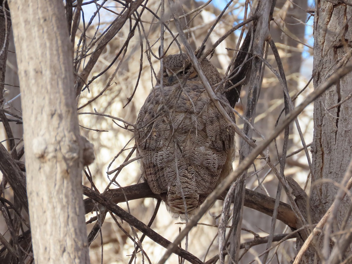 výr virginský - ML646254397