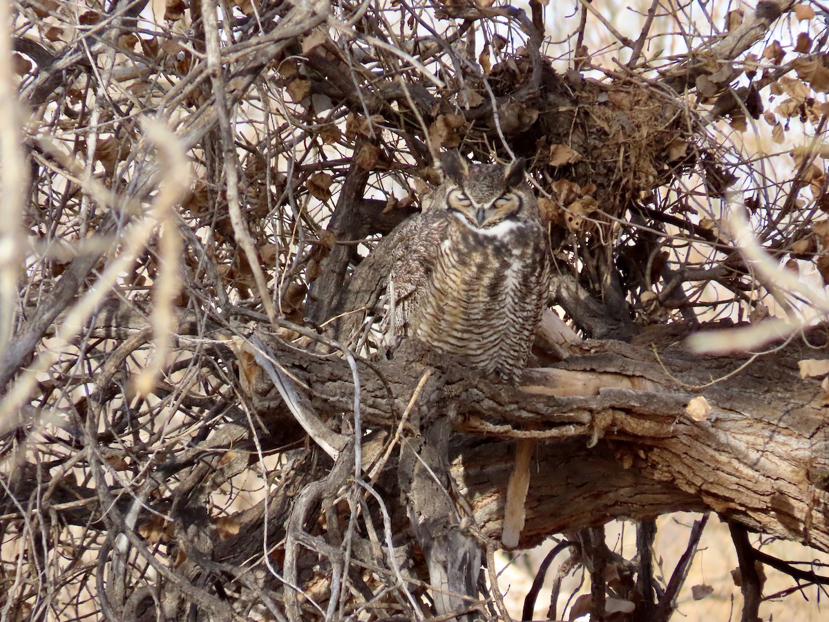 výr virginský - ML646254398