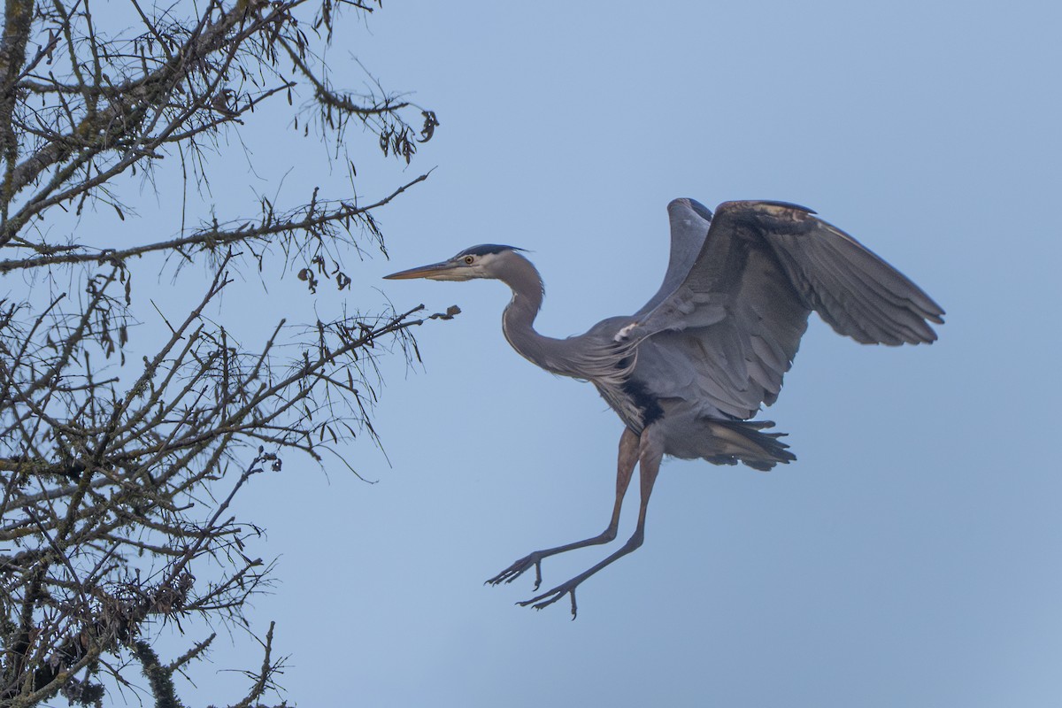 Большая голубая цапля - ML646254401