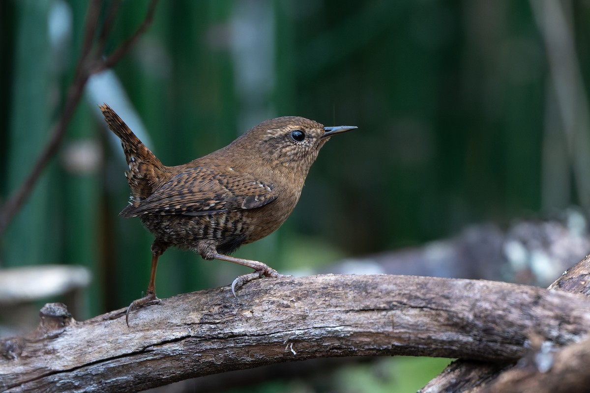 Тихоокеанский крапивник - ML646254404