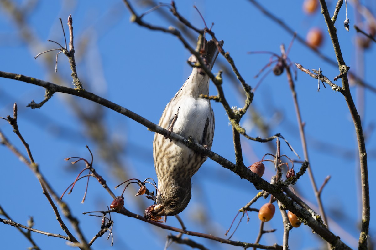 Пурпурная чечевица - ML646254406