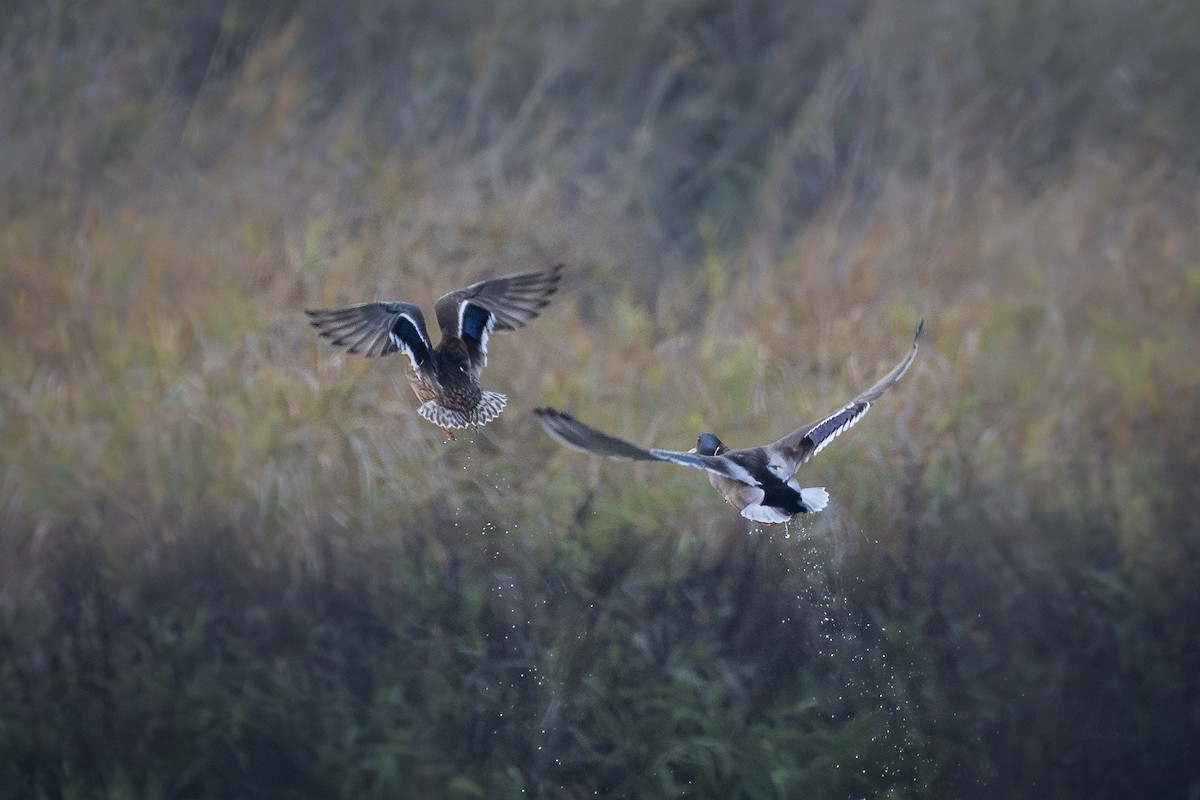 Кряква - ML646254409