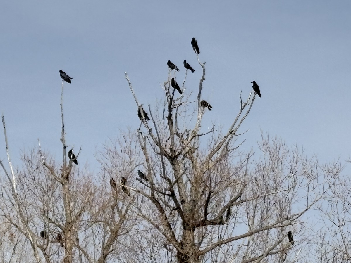 vrána americká - ML646254410