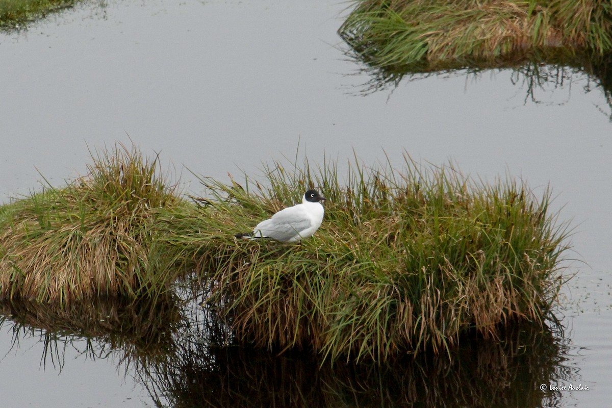 Mouette des Andes - ML646254411