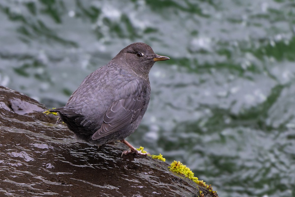 American Dipper - ML646254412