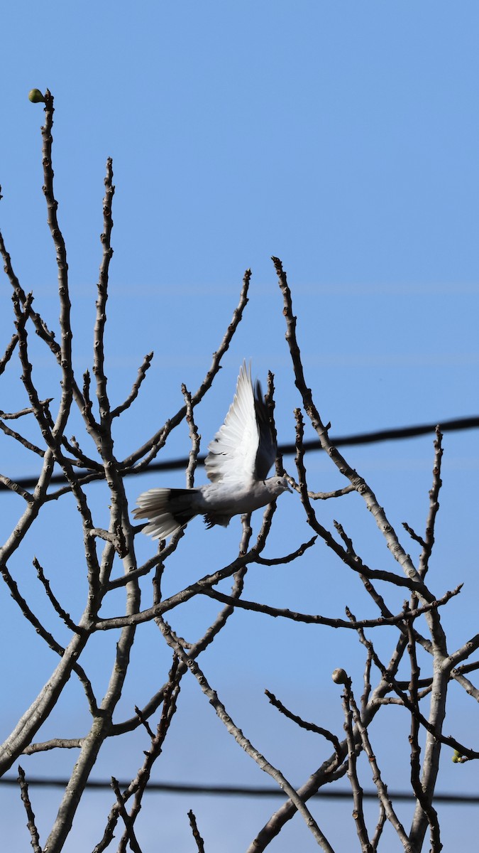 Eurasian Collared-Dove - ML646254418