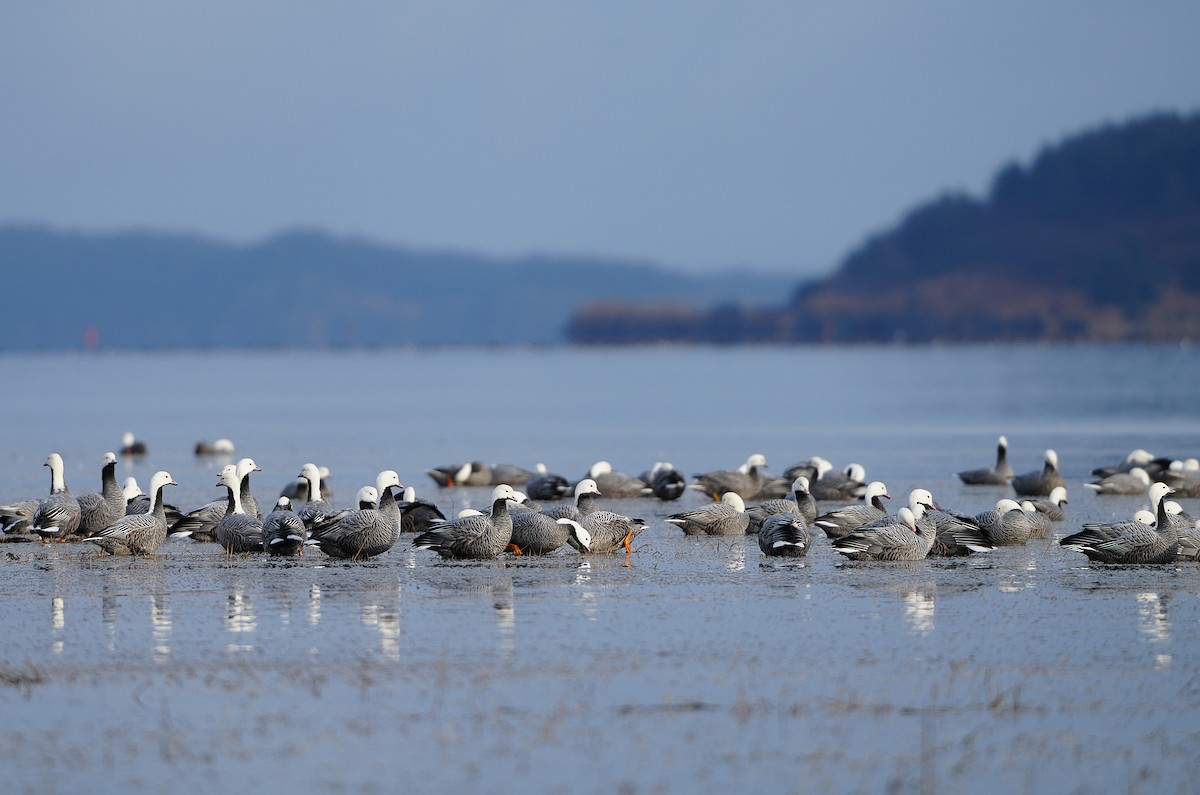 Emperor Goose - ML646254426