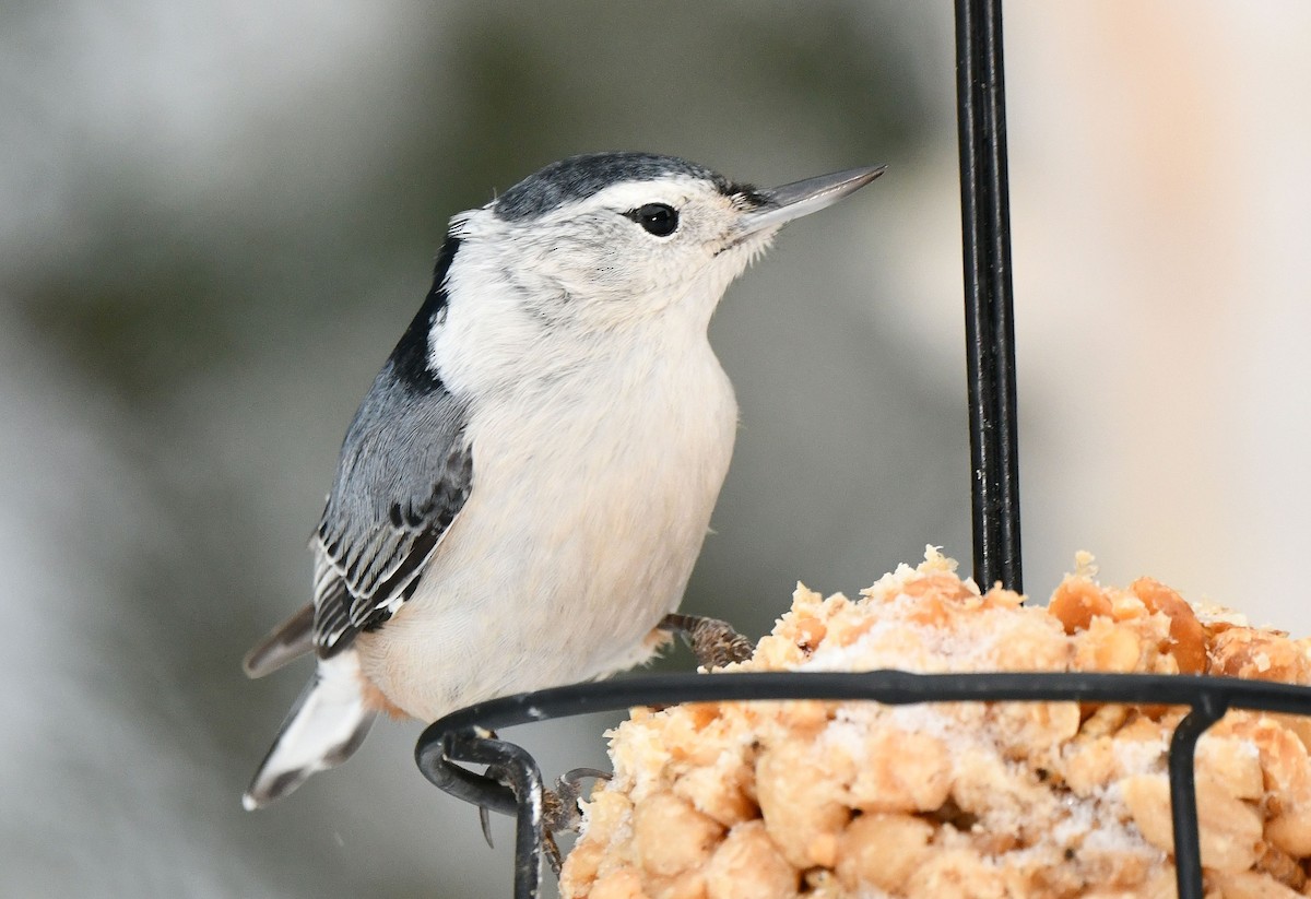 White-breasted Nuthatch - ML646254430