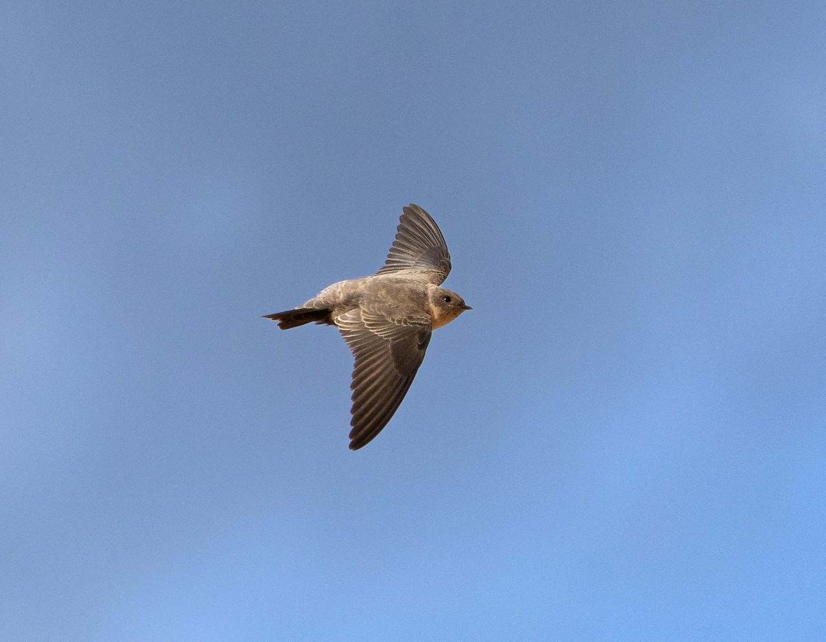 Eurasian Crag-Martin - ML646254438