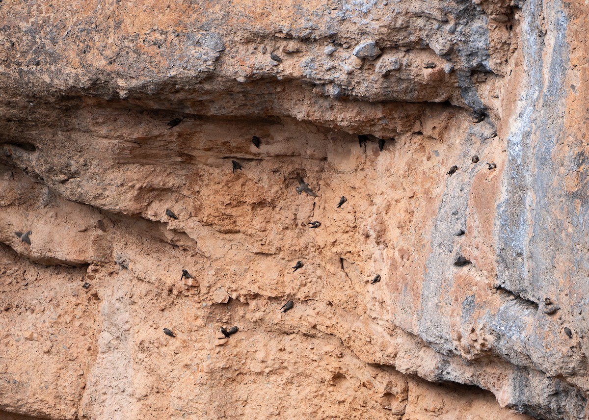 Eurasian Crag-Martin - ML646254439