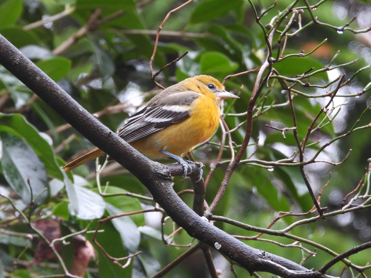 Baltimore Oriole - ML646254451