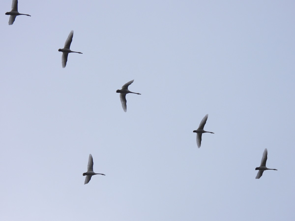 Tundra Swan - ML646254452