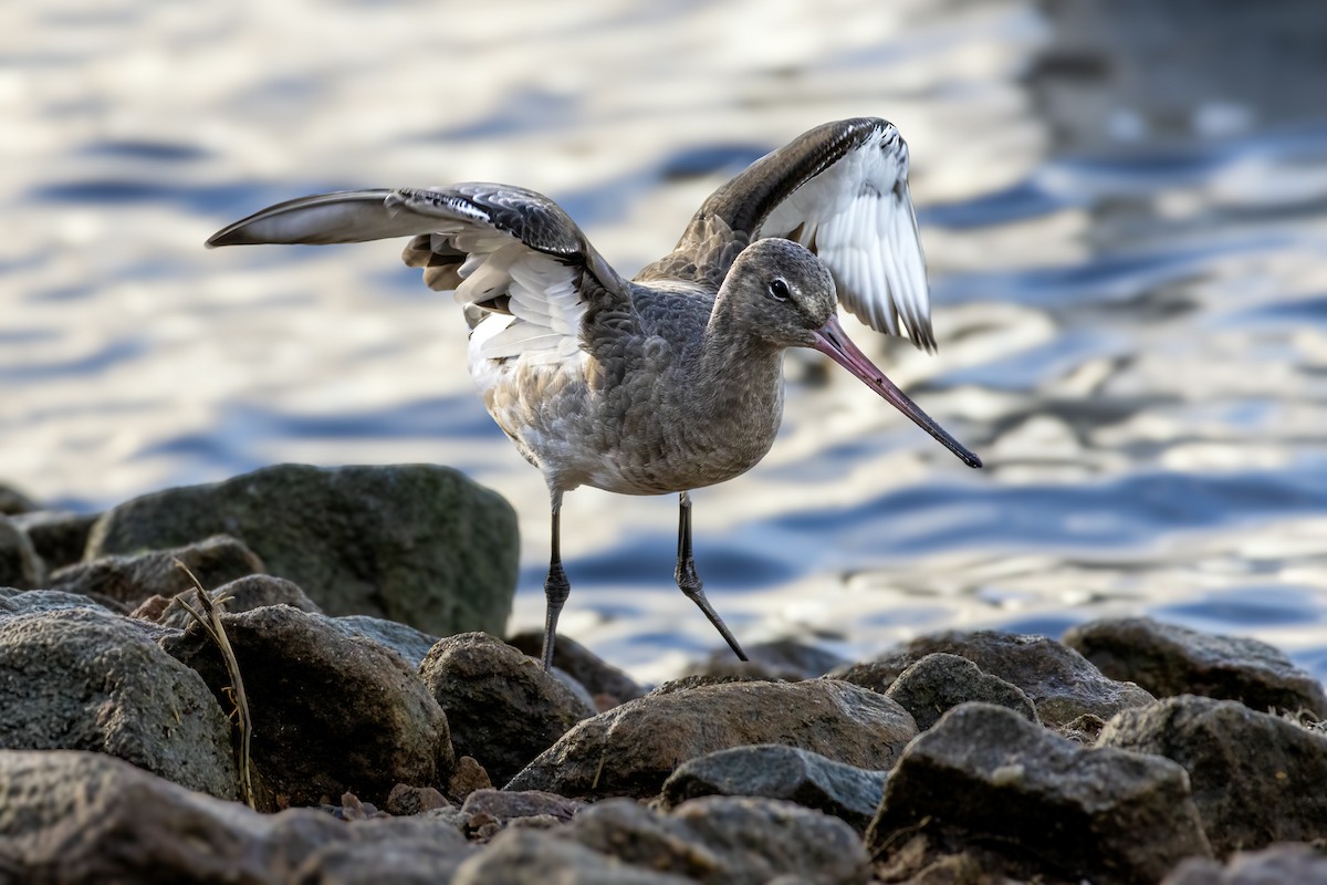 břehouš černoocasý - ML646254457
