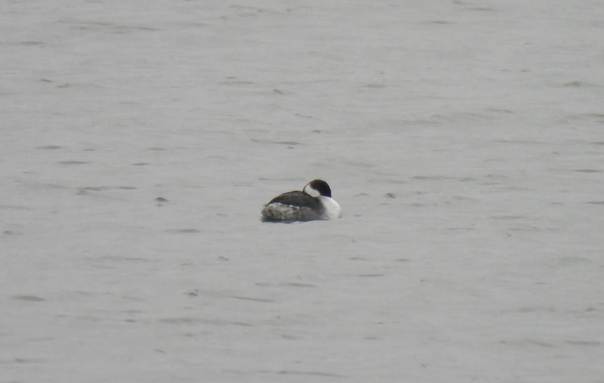 Horned Grebe - ML646254458