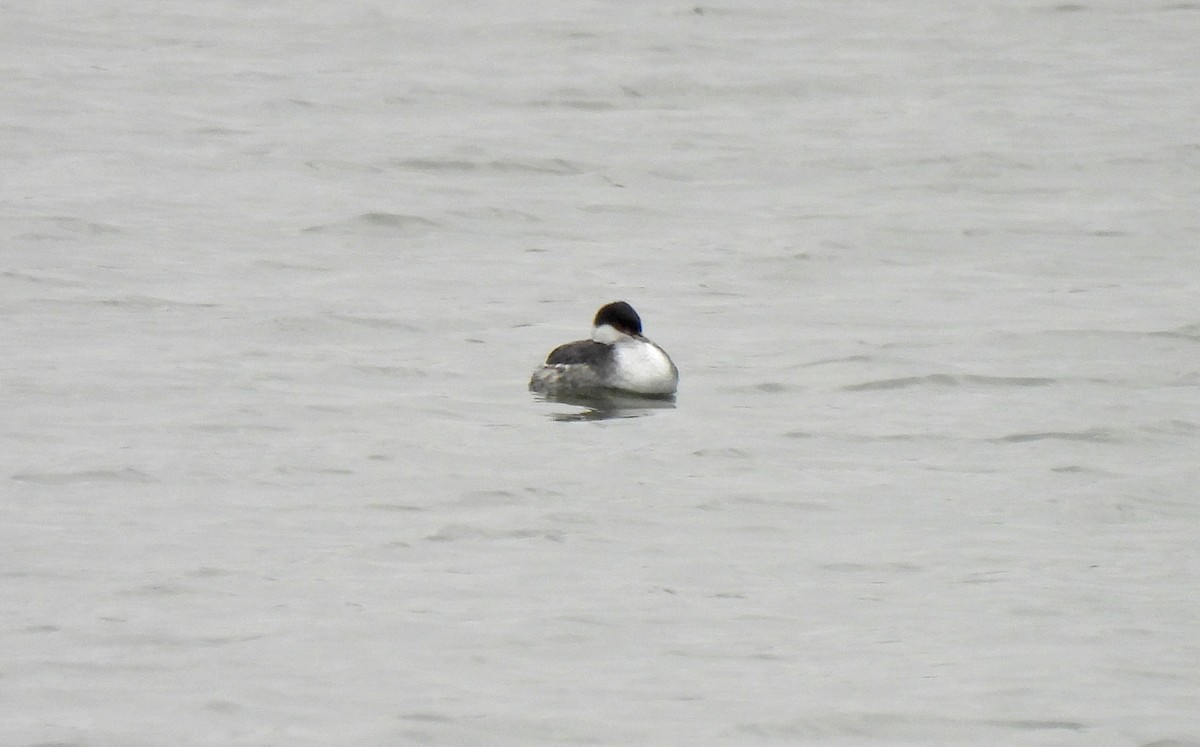 Horned Grebe - ML646254459
