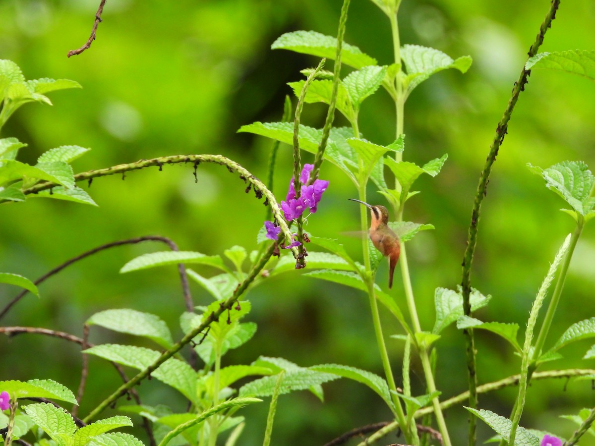Reddish Hermit - ML646254460