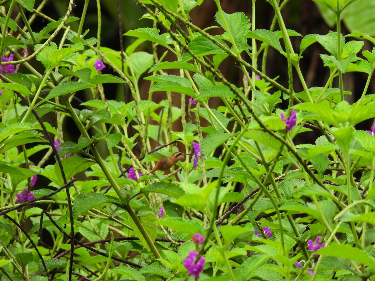 Reddish Hermit - ML646254461