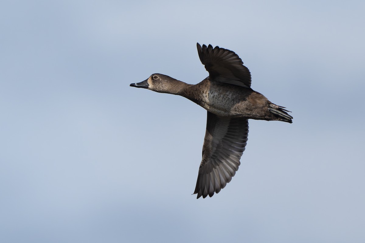 Кольчатая чернеть - ML646254463