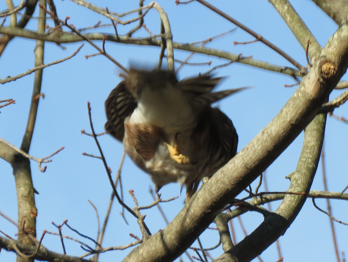 Cooper's Hawk - ML646254467