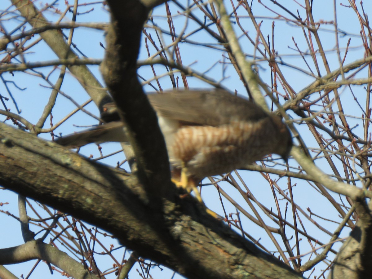 Cooper's Hawk - ML646254468