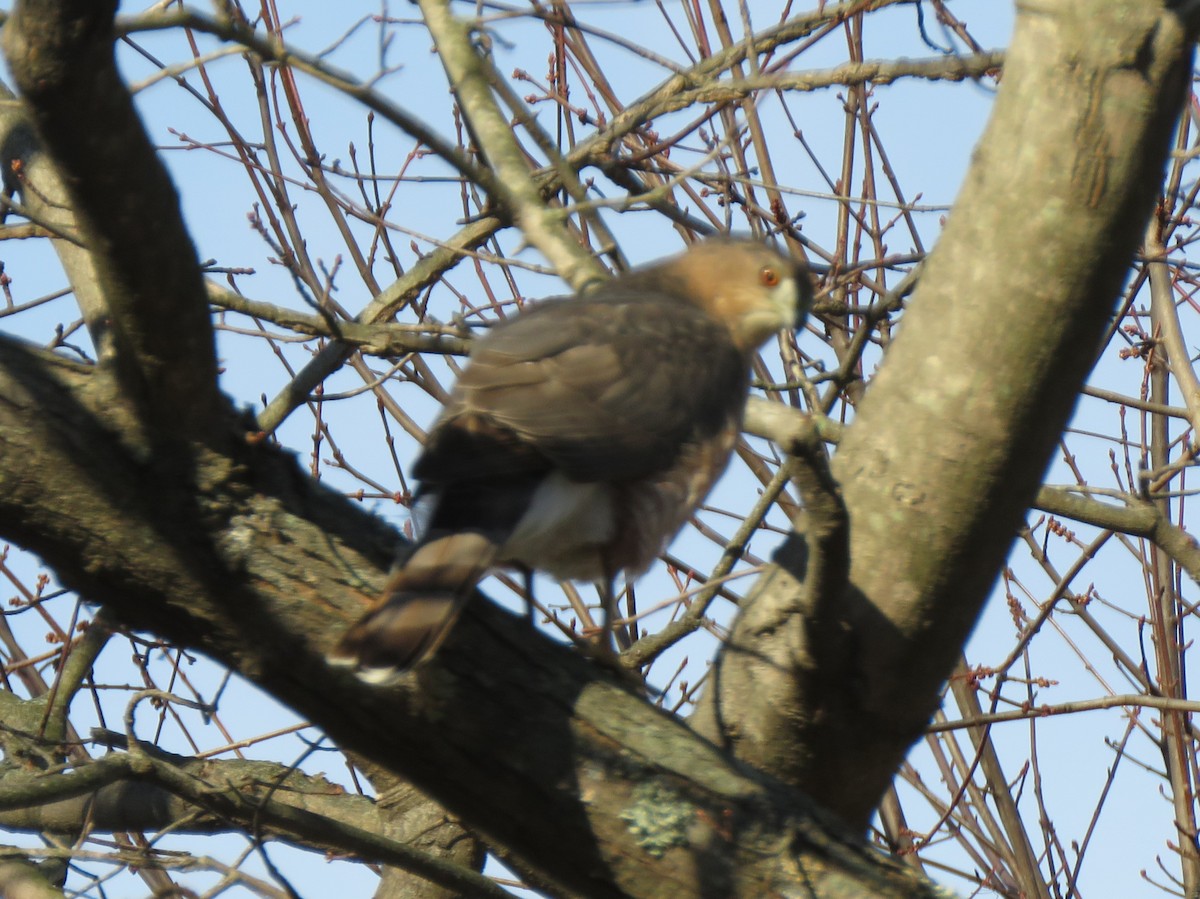 Cooper's Hawk - ML646254469